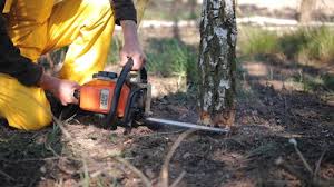 How Our Tree Care Process Works  in  Sheboygan, WI