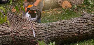 Professional Tree Services in Sheboygan, WI